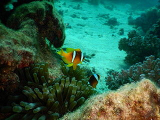 Fototapeta na wymiar clownfish anemonefish