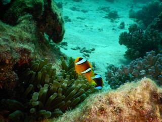Fototapeta na wymiar Clownfish or anemonefish