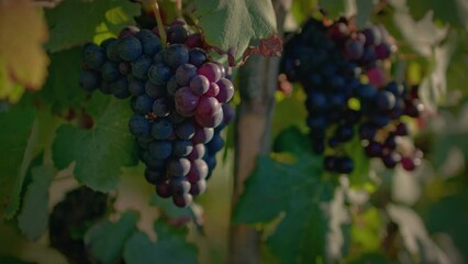 vineyard red grapes cluster at beautiful sunset slow motion full shot