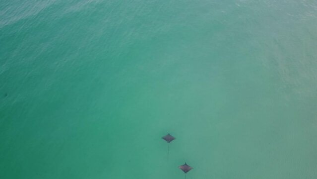 Spotted Eagle Rays swim in shallow clear water, seen from above. Aerial top View on the sea of Beautiful Spotted Eagle Rays swimming sandy sea floor in turquoise water of gulf of mexico Destin Florida