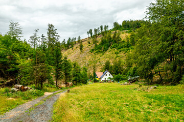 Fototapeta na wymiar Sommerwanderung auf dem Höhenweg des Thüringer Waldes - Thüringen - Deutschland