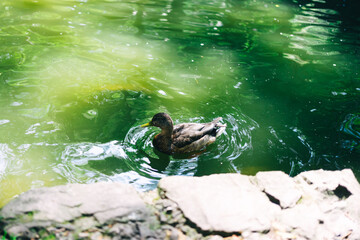 ducks swim in the green water of the lake