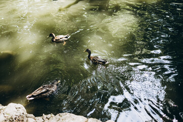 ducks swim in the green water of the lake