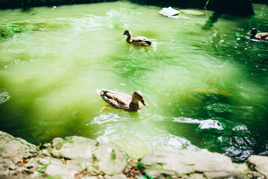 ducks swim in the green water of the lake
