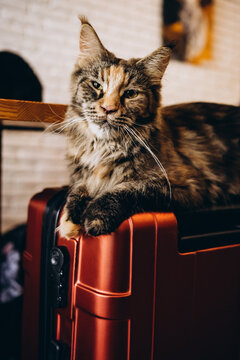 big cat Maine Coon on the bpx 