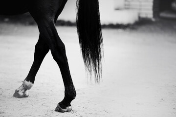This black and white photograph captures the hind hooves and long tail of a black horse. The...