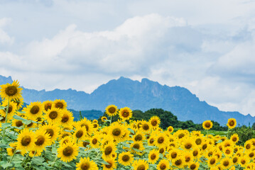Obraz premium 妙義山と満開のヒマワリ 群馬県富岡市丹生湖