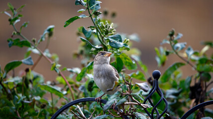 House sparrows in the garden