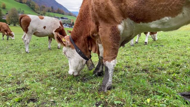 Close up on white and brown cow eating grass on plain fields in Austria. Agriculture, rural livestock concepts