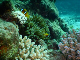 Clownfish or anemonefish