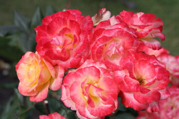 Red Yellow Floribunda Roses in garden