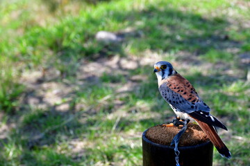 A close up on a white, black and brown eagle or hawk with fluffy feathers sitting on a log or plank in the middle of a vast field, meadow, or pastureland seen on a sunny summer day in Poland