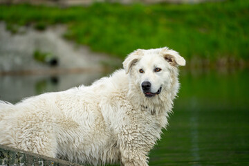Maremma shepherd
