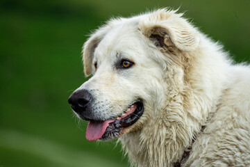 Maremma shepherd