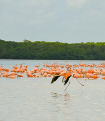 Obraz premium Flamingos in rio Celestun, Yucatan, Mexico