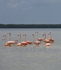 Flamingos in rio Celestun, Yucatan, Mexico