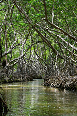 Obraz premium river in the forest, celestun, mexico