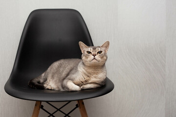 a gray tabby cat lies in a black chair and looks intently, the cat is resting on a chair, the cat sniffs the air © Елена Антошечкова