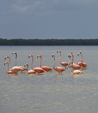 Flamingos in rio Celestun, Yucatan, Mexico
