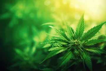 Fotobehang Cannabis Leaf of Marihuana, Soft Focus Background, THC, Legalization - Green Debate - AI Generated © Arthur