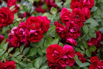 Red roses Bylando floribunda in the garden