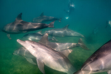 Fototapeta premium dolphin