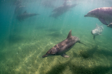 Obraz premium dolphin