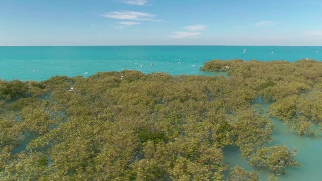 Roebuck Bay Bird Sanctuary In Broome, Australia. Aerial Tracking Of Migratory Birds Soaring Over Mangroves.