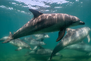 dolphin