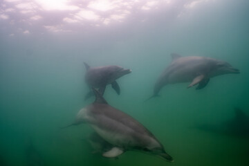 dolphin