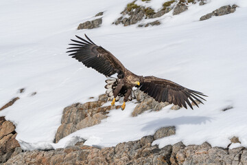 Haliaeetus albicilla, aquila di mare coda bianca, Lofoten