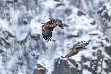 Coppia di Haliaeetus albicilla in volo, aquila di mare coda bianca, Lofoten