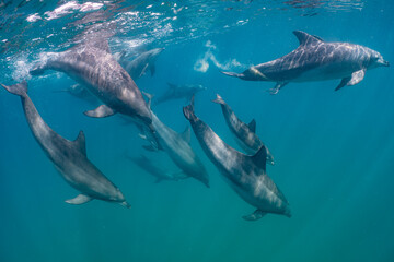 Fototapeta premium dolphin