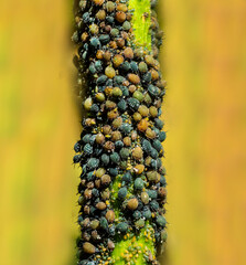 Aphids – dangerous pests. Aphids develop a young branch of the plant.