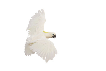 Beautiful of White cockatoo flying isolated on transparent background png file