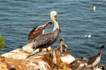 California Brown Pelican