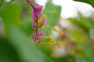 グロッバウィニティー、ショウガ科、globba、winitii、シャムの舞姫、タイ、
花、植物、緑、野外、日本、東京、自然、綺麗、可愛い、薬用植物園、植物園、咲く、美しい、空、