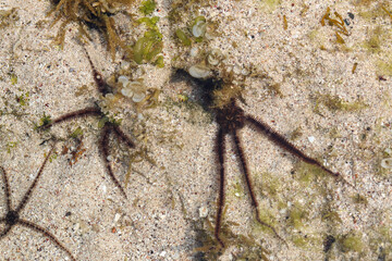 close up Brittle stars, serpent stars, or ophiuroids are echinoderms