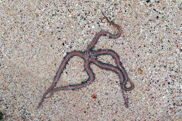 close up Brittle stars, serpent stars, or ophiuroids are echinoderms