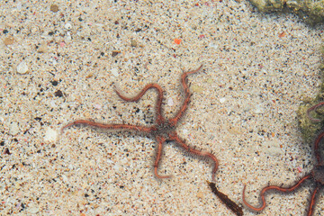 close up Brittle stars, serpent stars, or ophiuroids are echinoderms - obrazy, fototapety, plakaty