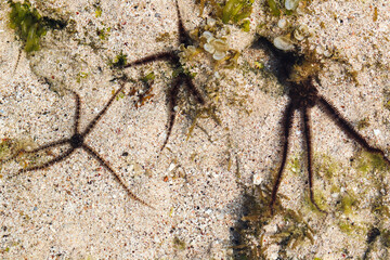 close up Brittle stars, serpent stars, or ophiuroids are echinoderms