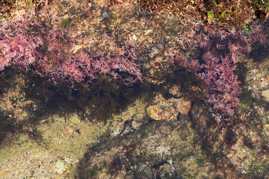 Red algae and seaweed in shallow water. Natural marine texture with various colors and organic patterns