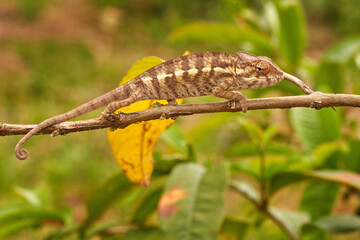 Chameleon Furcifer pardalis sitting on the tree branch in the nature habitat, Ranomafana NP. Endemic Lizard from Madagascar. Chameleon in the night.