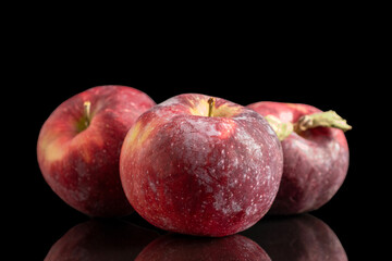 Three juicy dark red apples, macro, isolated on black background.