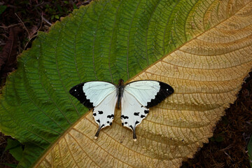 Madagascar wildlife. Mocker swallowtail, Papilio dardanus, sitting on the white flower. Insect in...