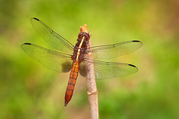 Thermorthemis madagascariensis, Madagascar jungle skimmer dragonfly endemic to Madagascar. Endemic insect from Africa. Dragon fly sitting on the branch in the nature habibitat. Wildlife. - Powered by Adobe