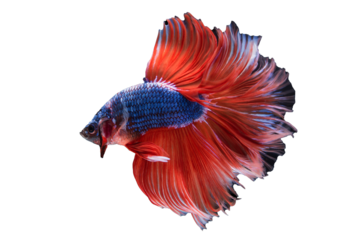 beautiful red and yellow  beta fish