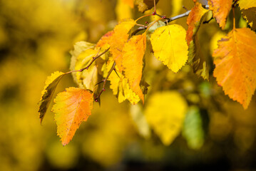 Autumn background-yellow leaves in the city Park
