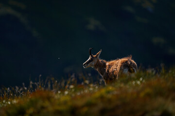 Chamois, Rupicapra rupicapra tatranica, rocky hill, stone in background, Nizke Tatry NP, Slovakia....