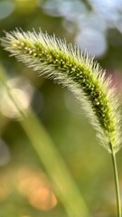 spikelet close-up in the field